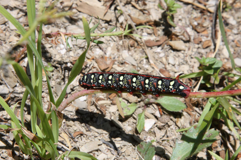 identificazione bruchi